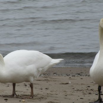 Durand Eastman Park - Mr. and Mrs. Hank von Swan spend time here often. - Beaches Near Me - Rochester, New York Durand Eastman Park - Mr. and Mrs. Hank von Swan spend time here often. - Beaches Near Me - Rochester, New York