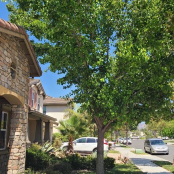 Arborist Crew Services - Main house tree (before) - Tree Services Near Me - Camarillo, California Arborist Crew Services - Main house tree (before) - Tree Services Near Me - Camarillo, California