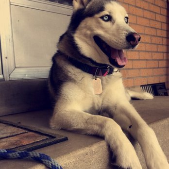 Sit Means Sit - Denver - Pet Training Near Me - Wheat Ridge, Colorado Sit Means Sit - Denver - Pet Training Near Me - Wheat Ridge, Colorado