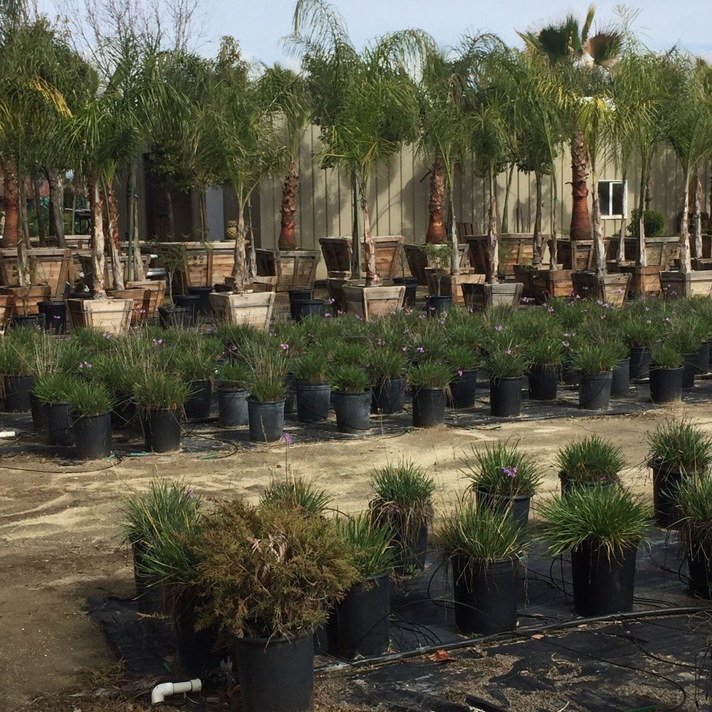 Promised Land Nursery - Plants and trees - Nurseries & Gardening Near Me - Sun City, California