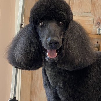 Katie's Dog Grooming - Handsome boy! - Pet Groomers Near Me - Mahone Bay, Nova Scotia Katie's Dog Grooming - Handsome boy! - Pet Groomers Near Me - Mahone Bay, Nova Scotia