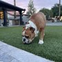 Give the Dog a Bone