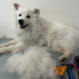 A few days before the groom, brushing at home A few days before the groom, brushing at home