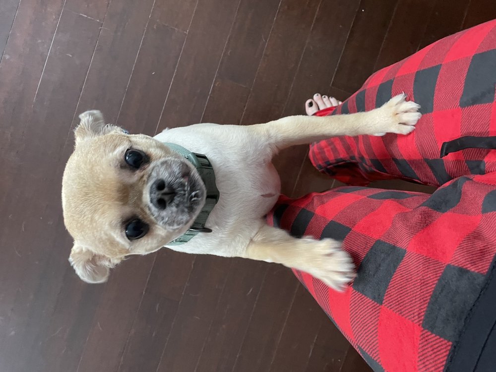 SERENITY MOBILE GROOMING SPA Updated September 2024 Beaverton