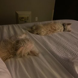 Dog friendly hotel. Dog friendly hotel.