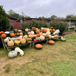 Sun High Orchard - Pumpkins