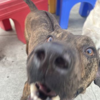 Social Pet - Happy boy - Pet Groomers Near Me - Charlotte, North Carolina Social Pet - Happy boy - Pet Groomers Near Me - Charlotte, North Carolina