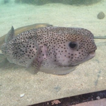 ABQ BioPark Aquarium - One word...wow - Aquariums Near Me - Albuquerque, New Mexico