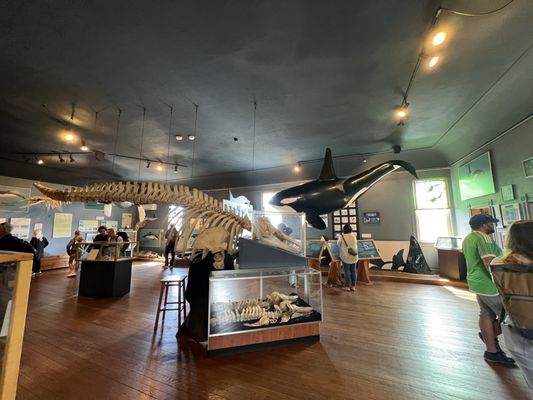 The Whale Museum by null