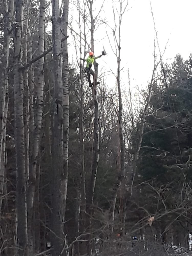 B's tree's - tree service in Hornell, NY