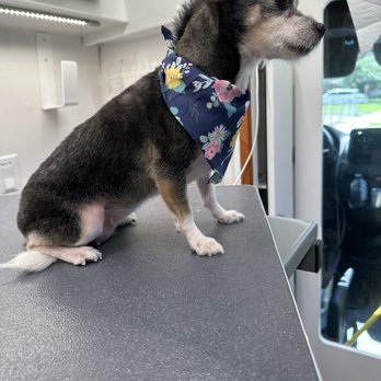 Furry Land - Girls can rock Mullets too! - Pet Groomers Near Me Furry Land - Girls can rock Mullets too! - Pet Groomers Near Me