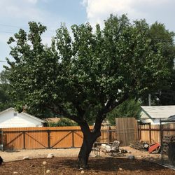 Scott's Tree Service - 70+ year old apricot tree after Scott's Tree Service pruned and shaped it.