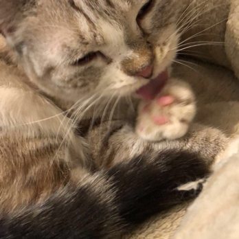 Brooklyn Cat Cafe - Cute Kitty! - Pet Adoption Near Me - Brooklyn, New York Brooklyn Cat Cafe - Cute Kitty! - Pet Adoption Near Me - Brooklyn, New York