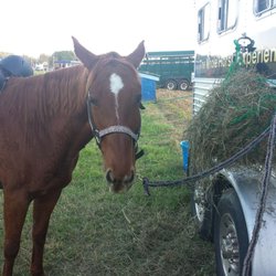 Smedberg's Farm - Annie chilling out eating some hay!