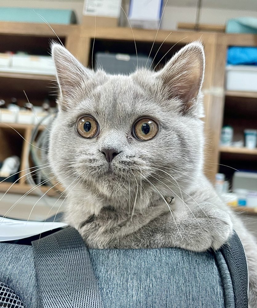 SOUTHWEST TEXAS VETERINARY MEDICAL CENTER Updated September 2024 11