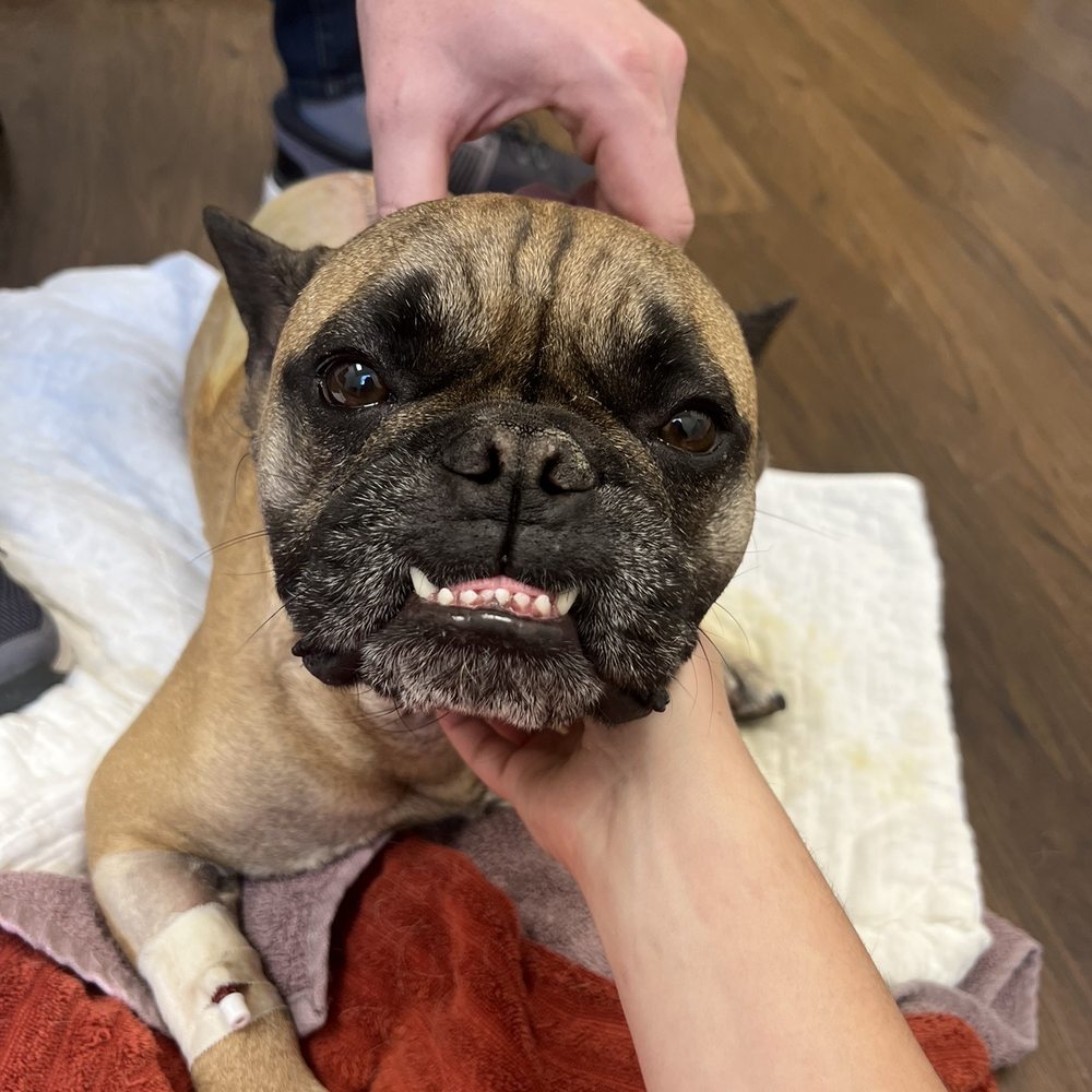 Bluff City Veterinary Specialists - Veterinarians Near Me - Memphis, Tennessee Bluff City Veterinary Specialists - Veterinarians Near Me - Memphis, Tennessee