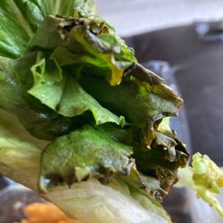 Swamis Cafe - Wilted over expired lettuce.