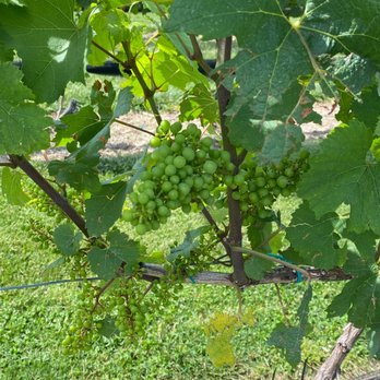 Tomasello Winery - Venues & Event Spaces Near Me - Hammonton, New Jersey
