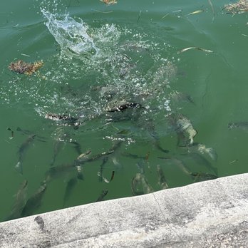 Geiger Key Marina - Fish loving the fish food, shrimp shells and wonton chips - Seafood Near Me - Key West, Florida