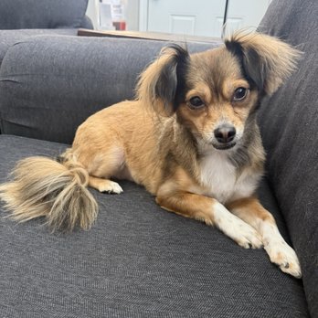 Groovy Pet Grooming - Brownie - Pet Groomers Near Me - Mesa, Arizona