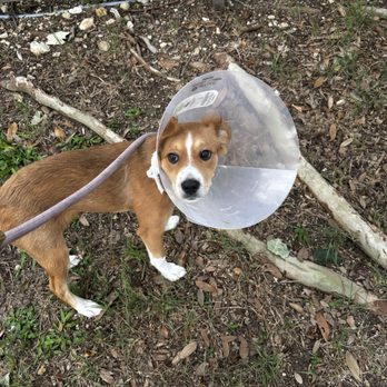 Animal Emergency Room - Veterinarians Near Me - San Antonio, Texas Animal Emergency Room - Veterinarians Near Me - San Antonio, Texas