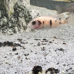 Fins For Grins - White OB peacock