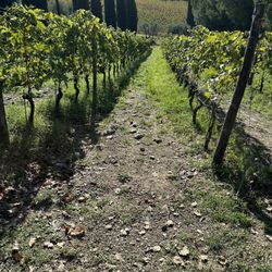 Fattoria di Montemaggio - Vineyard