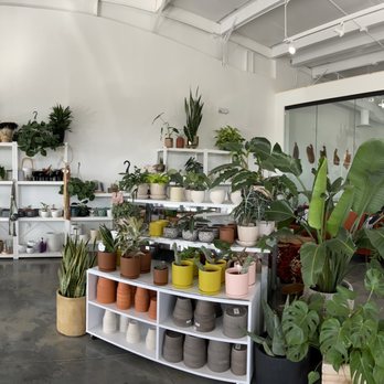 Urban Grounds - a variety of potted plants - Coffee & Tea Near Me - Ozark, Missouri Urban Grounds - a variety of potted plants - Coffee & Tea Near Me - Ozark, Missouri