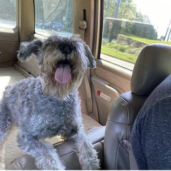 Atlbarknride - I'm going to the park!!!! - Pet Sitting Near Me Atlbarknride - I'm going to the park!!!! - Pet Sitting Near Me