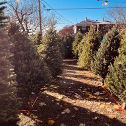 Hester’s Christmas Trees - "The aroma of the Christmas tree is the aroma of childhood."