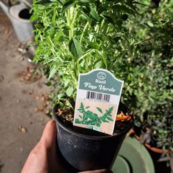 Armstrong Garden Centers - Fino verde basil plant purchased from Armstrong Glendale