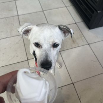 Niu Soft Serve - Pup cup for the dog children - Desserts Near Me - Honolulu, Hawaii Niu Soft Serve - Pup cup for the dog children - Desserts Near Me - Honolulu, Hawaii