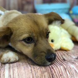 Southern Paradise Pet Supply & Salon - Shelter rescue