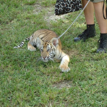Zoological Wildlife Foundation - A baby Siberian Tiger - Zoos Near Me - Miami, Florida Zoological Wildlife Foundation - A baby Siberian Tiger - Zoos Near Me - Miami, Florida