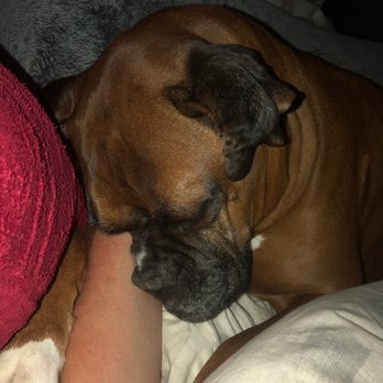 Mountain West Veterinary Specialists - Our sweet boy - Veterinarians Near Me - Layton, Utah