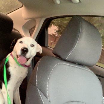 Mercy Animal Clinic - Nova on her way to see her Favorite people Nicole, Dr.Hamlin and their staff at Mercy!!! - Veterinarians Near Me - Garland, Texas Mercy Animal Clinic - Nova on her way to see her Favorite people Nicole, Dr.Hamlin and their staff at Mercy!!! - Veterinarians Near Me - Garland, Texas
