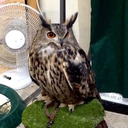 Savoy Shopping Centre - There was an owl display at the Savoy Centre