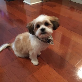 Pups and Tubs - Pet Groomers Near Me - Atlanta, Georgia Pups and Tubs - Pet Groomers Near Me - Atlanta, Georgia