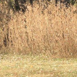 August G. Beckemeier Conservation Area - Wild grasses