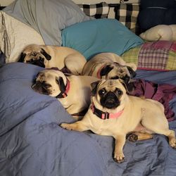 All Animal Care Veterinary Hospital - My heart is Full of Pug Love!