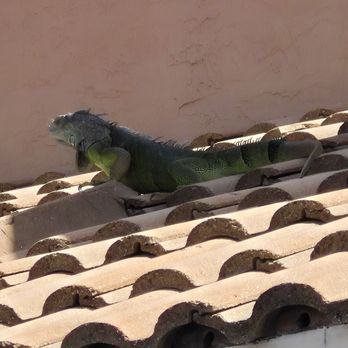 Cafe Cheri - Welcoming Gargoyle - Coffee & Tea Near Me - Boca Raton, Florida