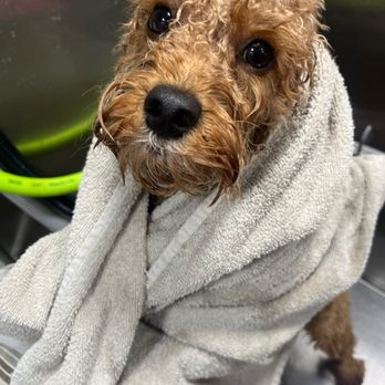 Kontota Mobile Dog Grooming of Aubrey, TX - Pet Groomers Near Me - Aubrey, Texas Kontota Mobile Dog Grooming of Aubrey, TX - Pet Groomers Near Me - Aubrey, Texas