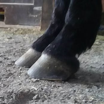 Pam's Horseshoeing - Farriers Near Me - East Bethany, New York Pam's Horseshoeing - Farriers Near Me - East Bethany, New York