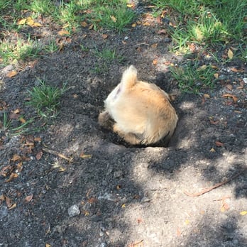 Wellington Dog Park - Rigby digs a hole in the park - Dog Parks Near Me - Wellington, Florida Wellington Dog Park - Rigby digs a hole in the park - Dog Parks Near Me - Wellington, Florida