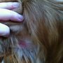 Photo of Linda's Pet Grooming