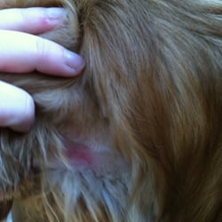 Linda's Pet Grooming - Sad!