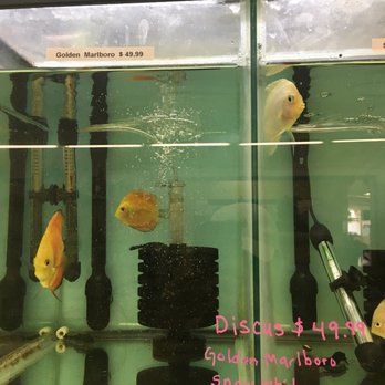 Wow Fish & Pets - Discus fish - Pet Groomers Near Me - Hesperia, California Wow Fish & Pets - Discus fish - Pet Groomers Near Me - Hesperia, California