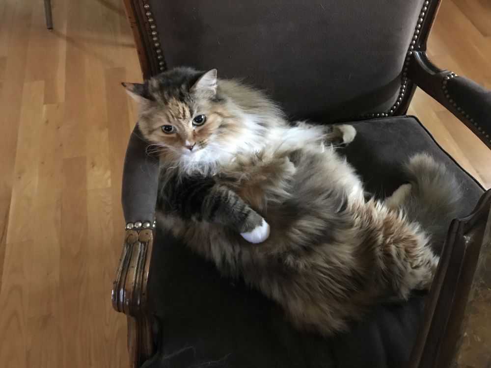 BETTER KITTY INHOME CAT GROOMING & CARE Updated September 2024 44