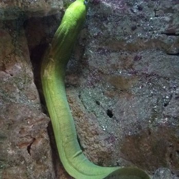 Atlantic City Aquarium - Moray eel - Aquariums Near Me - Atlantic City, New Jersey