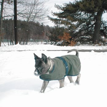 Daily Leash - Grinch with his coat on! - Pet Sitting Near Me - Holliston, Massachusetts Daily Leash - Grinch with his coat on! - Pet Sitting Near Me - Holliston, Massachusetts